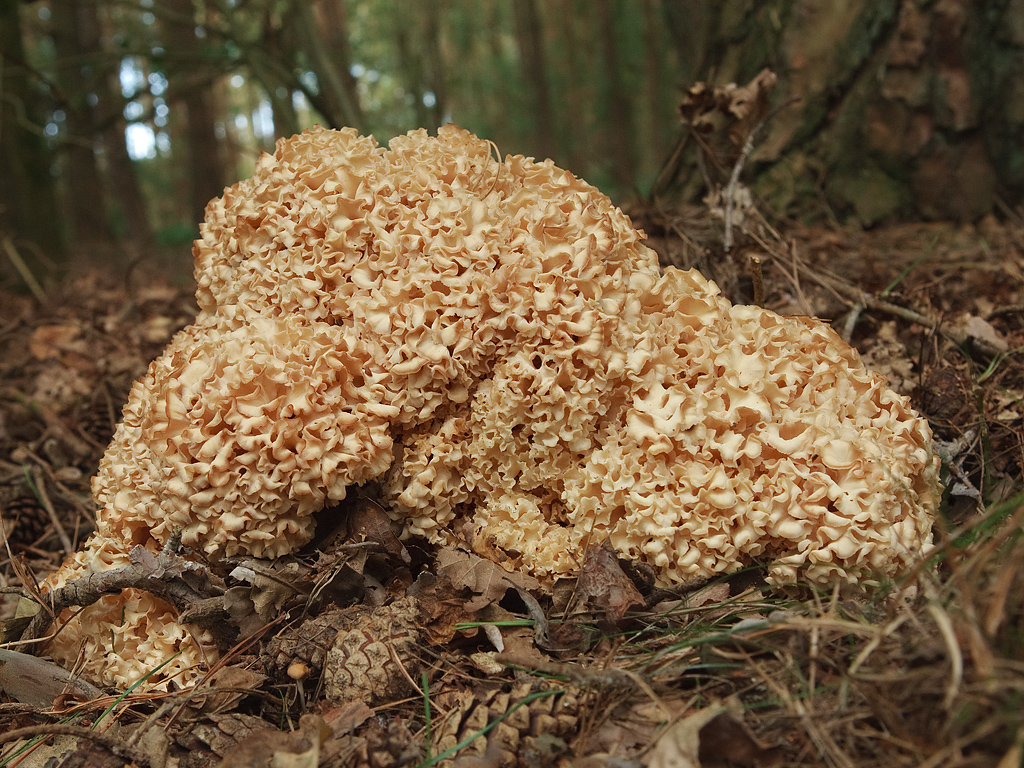 Sparassis crispa Cauliflower fungus Grote sponszwam